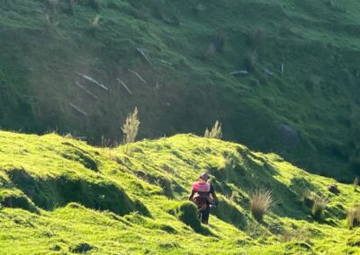 Gorse Spraying in Wairarapa, worker on hillside